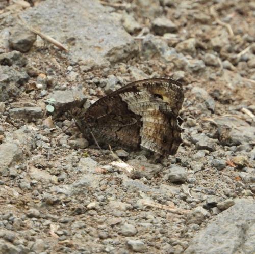 Hipparchia sp.